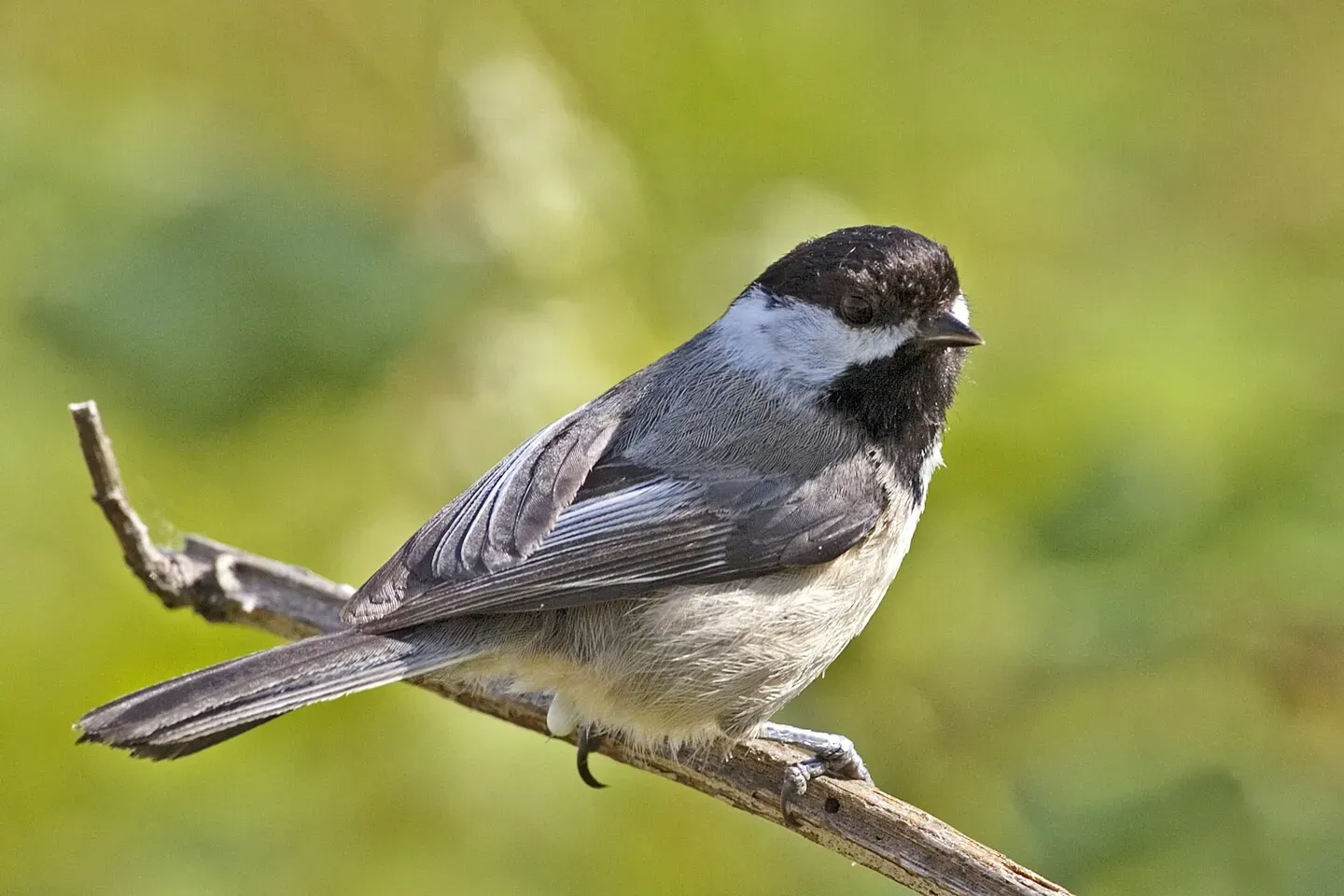 Their Brains Use Something Like Neural Barcodes (By Alan D. Wilson, www.naturespicsonline.com, CC BY-SA 2.5)