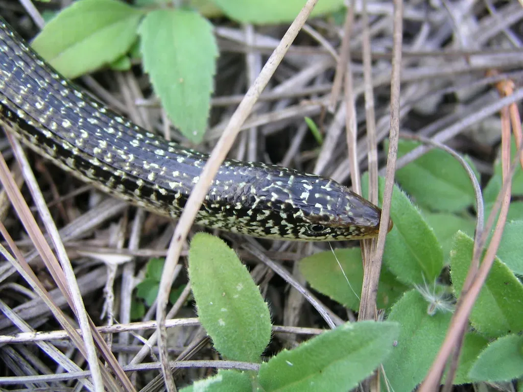The Eastern Glass Lizard - The Southeast's Master Impersonator (Image Credits: Flickr)