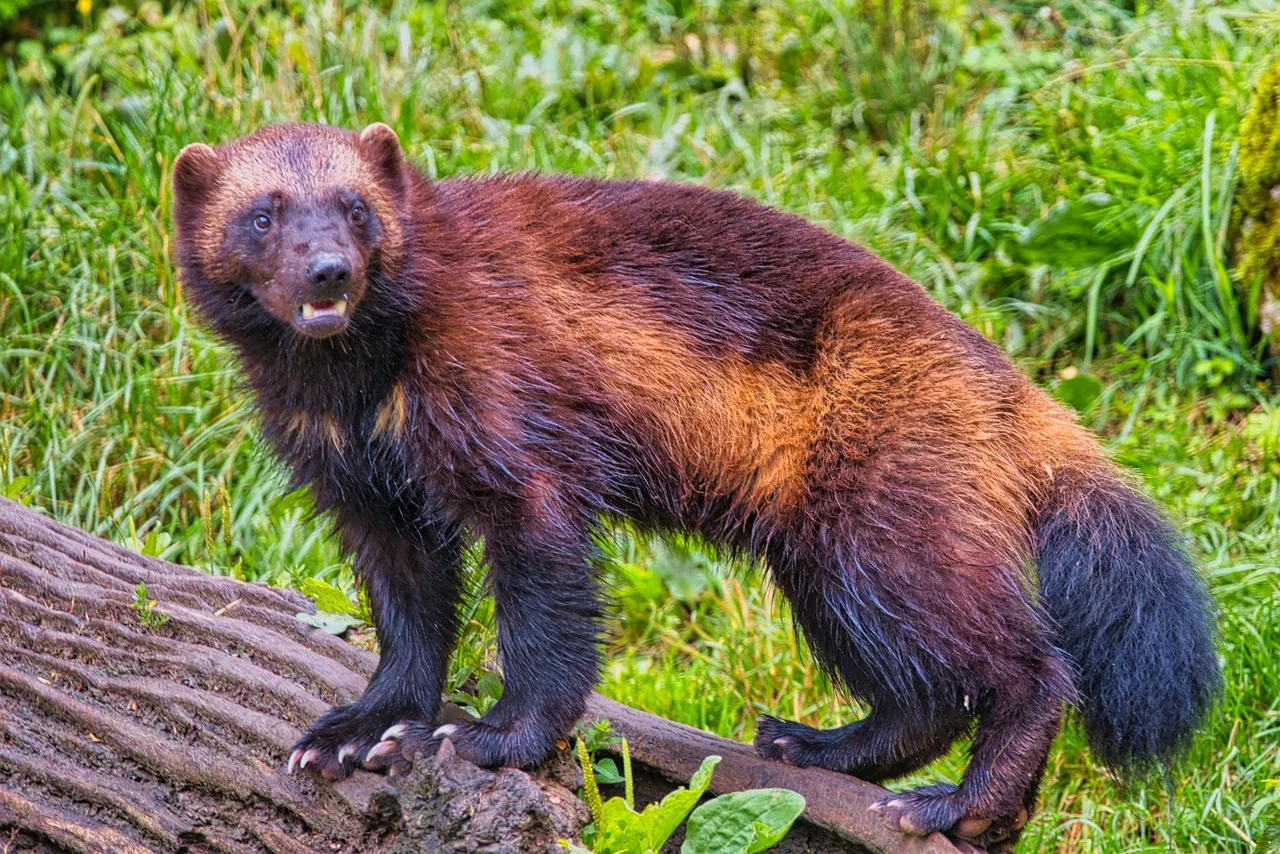 5. Insulating Fur and Hidden Dens in a Frozen World (Image Credits: Pixabay)