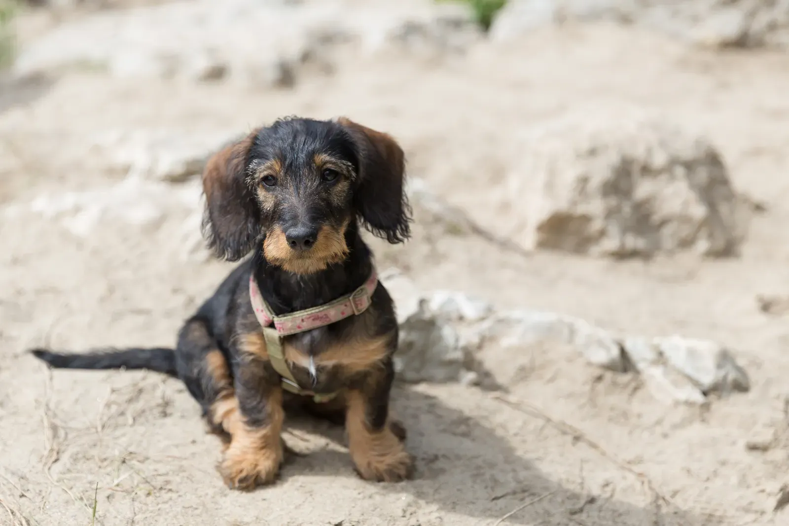 Dachshund: Independent Hounds With Selective Hearing (Image Credits: Wikimedia)