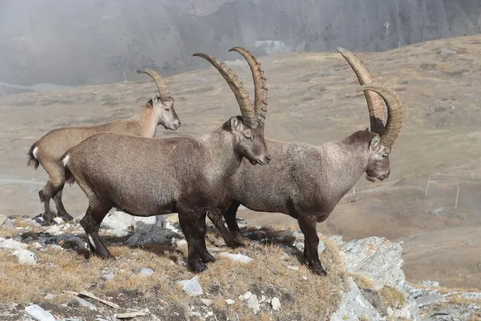 10. The Pyrenean Ibex: The Clone of an Extinct Animal (Image Credits: Pexels)