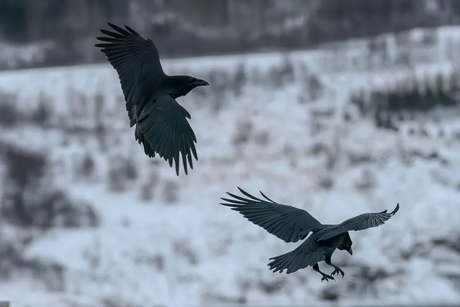 #12 - Ravens Remember Their Partner's Voice Long After They're Gone (Image Credits: Pexels)