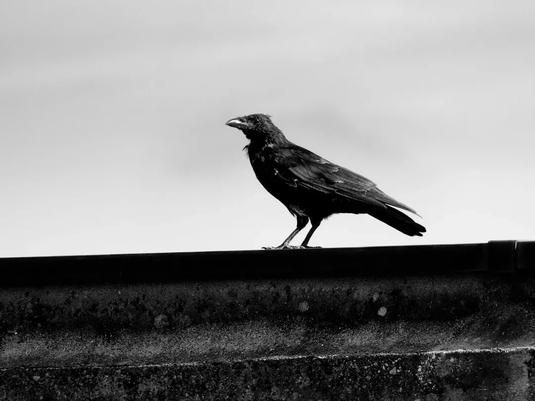 Urban Life Shapes These Encounters (Image Credits: Unsplash)
