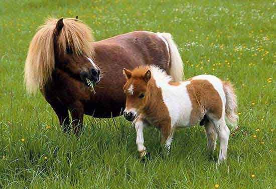 The Falabella: Mighty in a Miniature Package (Image Credits: Flickr)