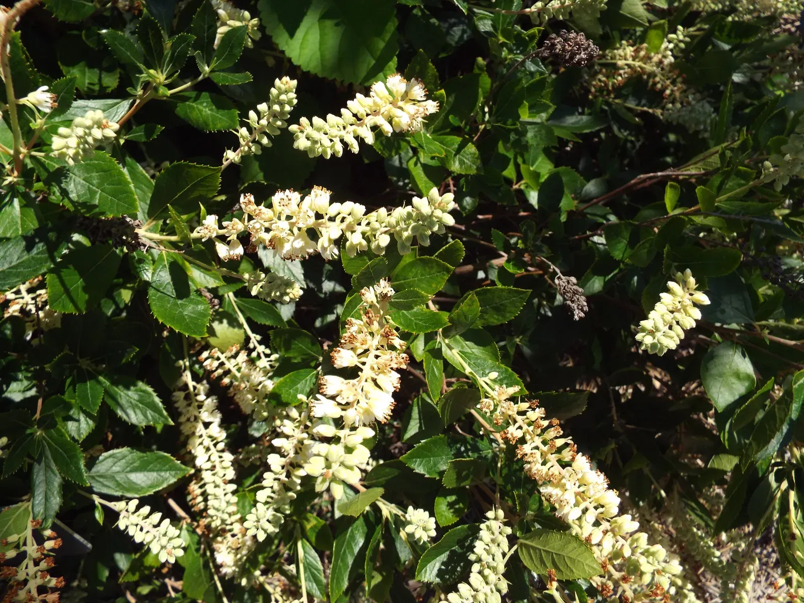 Summersweet (Clethra alnifolia) (By Sesamehoneytart, CC BY-SA 3.0)