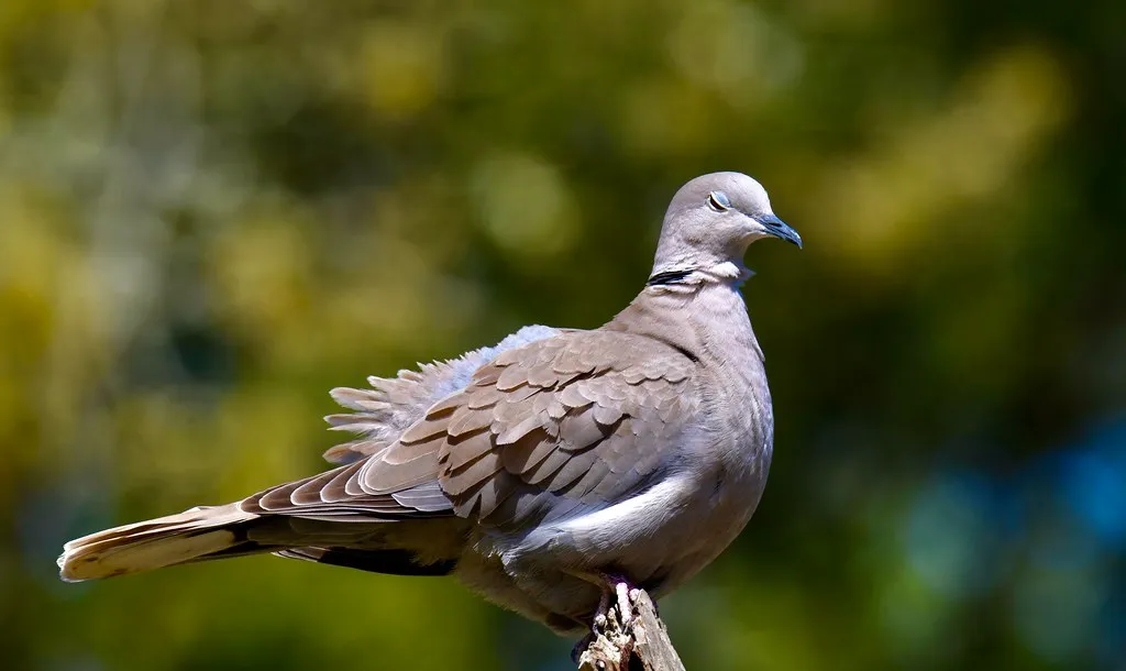 #11 - Eurasian Collared Dove: When Even the "Winners" Hit a Ceiling (Luiz Lapa, Flickr, CC BY 2.0)