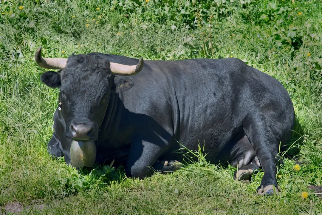 Taurus and the Bull: When Comfort Becomes a Cage (Image Credits: Unsplash)