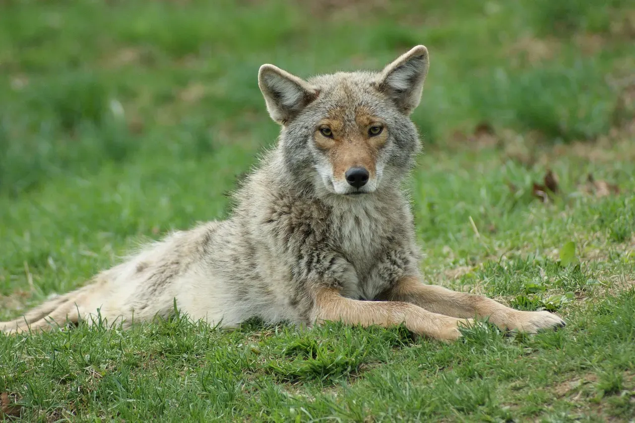 Virgo (August 23 &ndash; September 22): The Coyote (Image Credits: Pixabay)