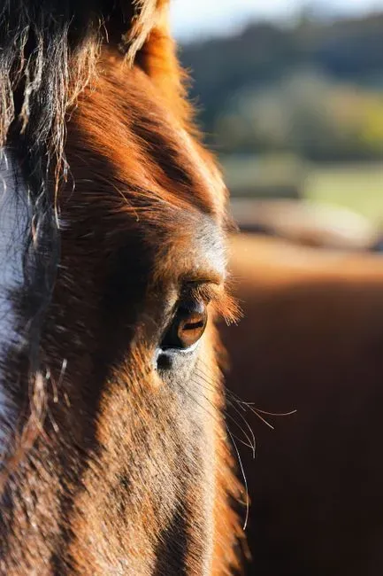 #4 - The Left-Eye Stare That Means You're Being Watched (Image Credits: Pexels)