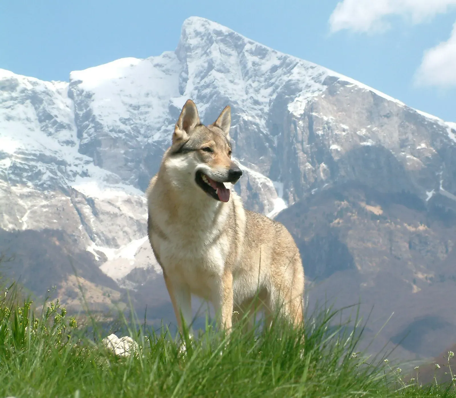 3. Czechoslovakian Wolfdog: The Real Deal (en wikipedia, Public domain)
