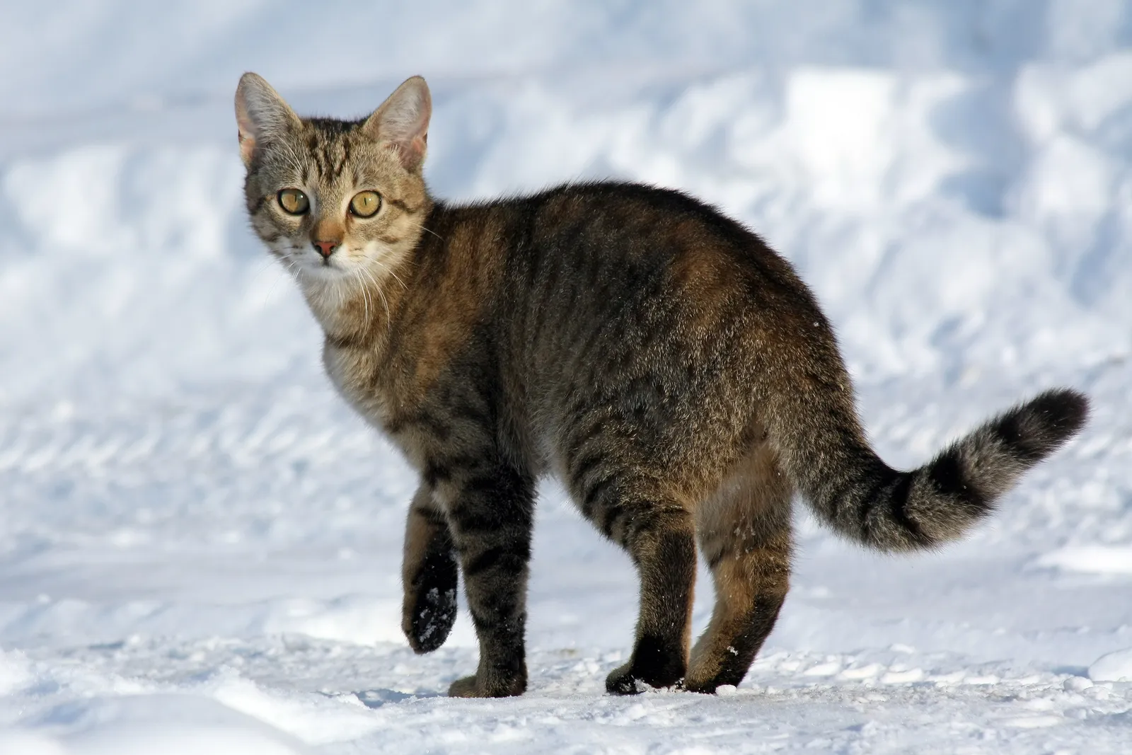 #2 - Weight Loss While Your Cat Is Eating Normally Is a Massive Red Flag (By Von.grzanka, CC BY-SA 3.0)