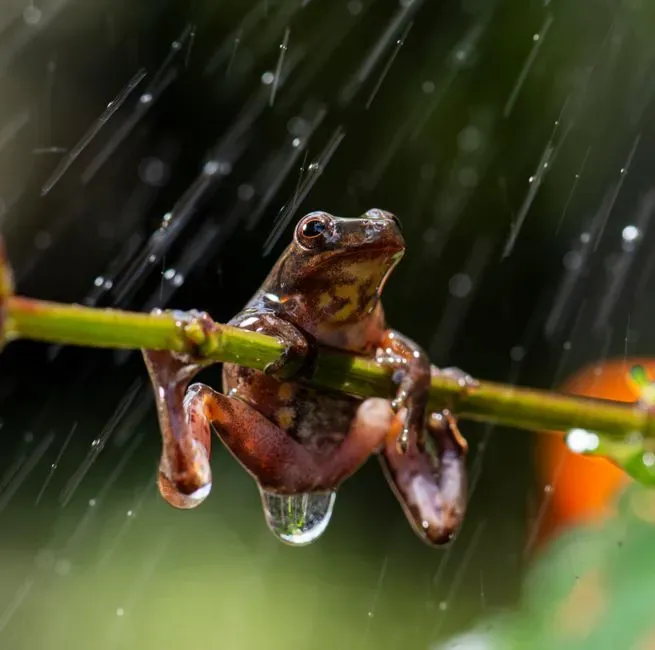 Weather Patterns and Moisture Levels (Image Credits: Pexels)