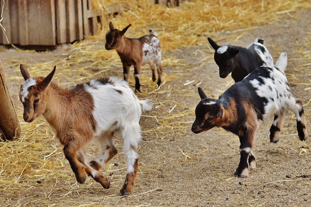#11. Goats (Image Credits: Unsplash)