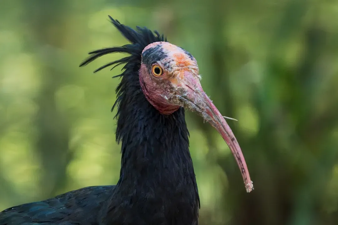 9. The Northern Bald Ibis: A Medieval Relic Hanging On (Image Credits: Unsplash)
