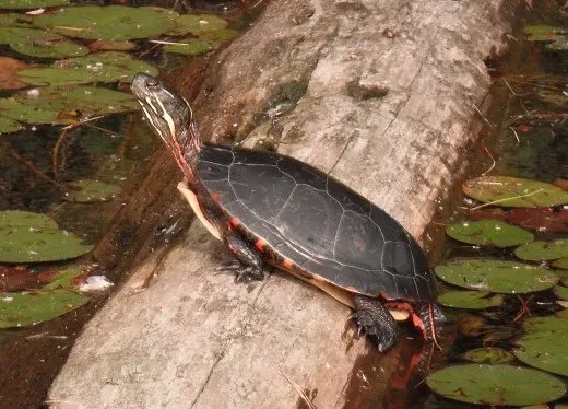 8. Painted Turtle: The Coast-to-Coast Basker (By Male_Painted_Turtle_Basking.JPG: Matt Keevil
derivative work: TCO (talk), CC BY-SA 3.0)
