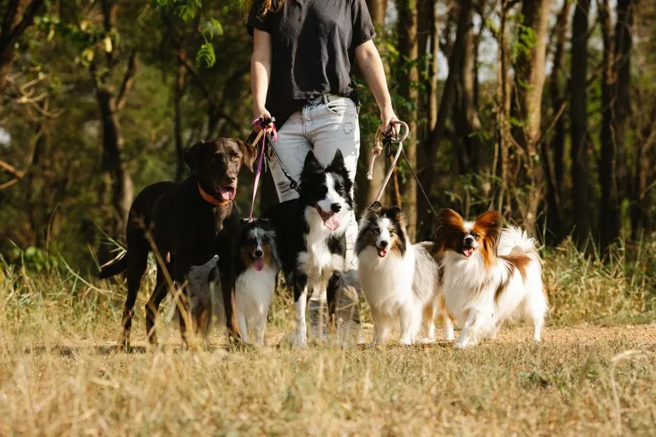 Supporting Your Dog Without Forcing Interaction (Image Credits: Pexels)