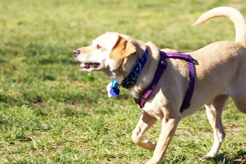 #6 - Walking Dogs Off-Leash in Public Parks (channone, Flickr, CC BY 2.0)