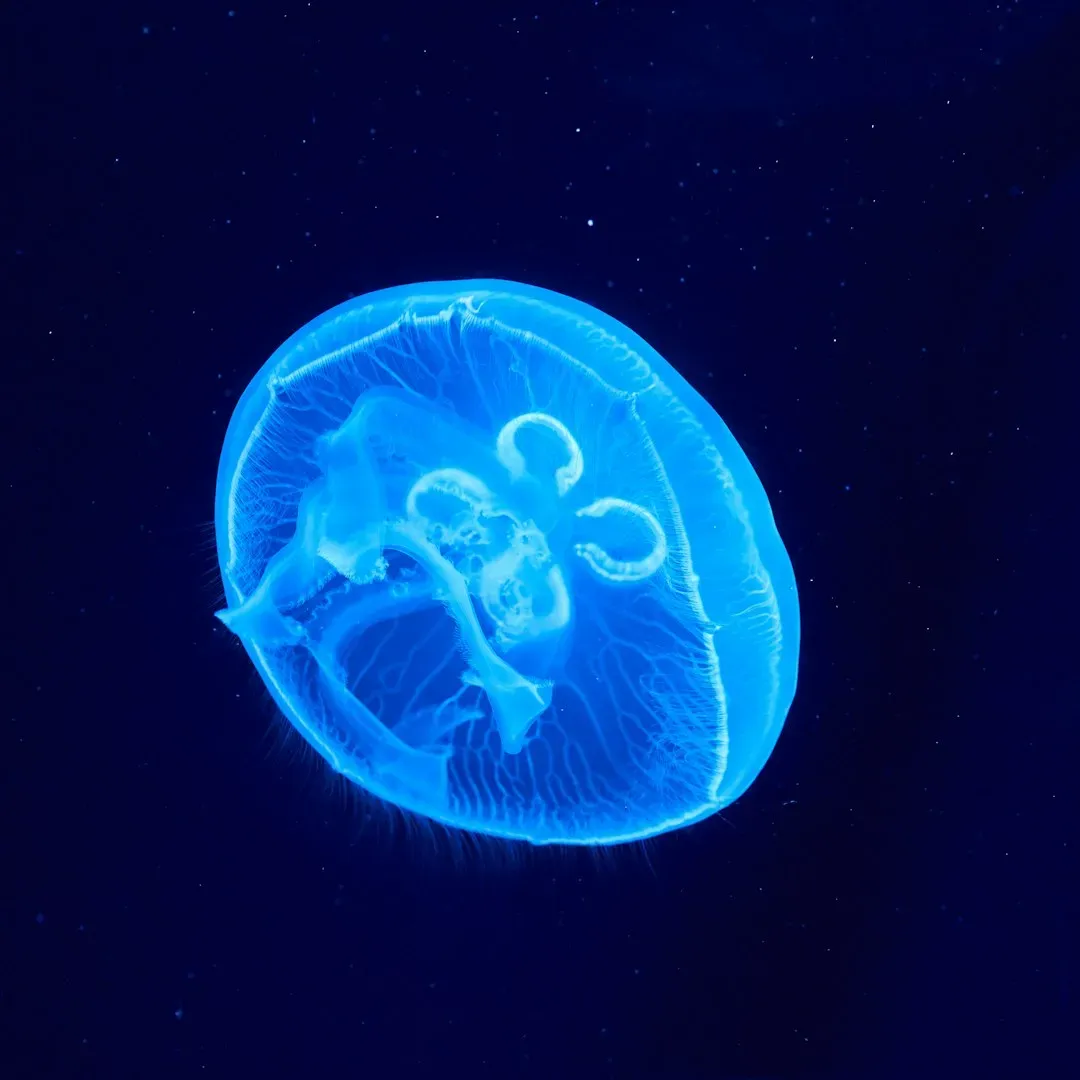 Turritopsis dohrnii: The Immortal Jellyfish (Image Credits: Unsplash)