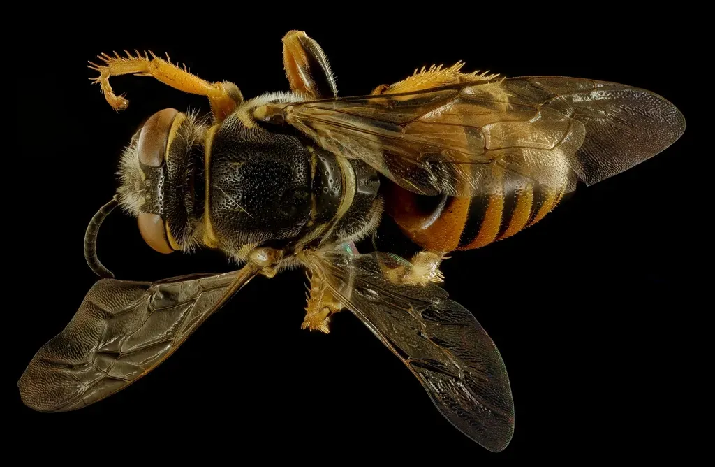 #3. Africanized Honey Bees (Image Credits: Rawpixel)