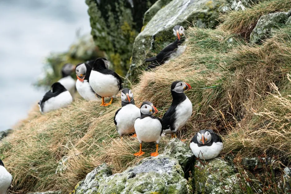 9. Puffins Are Social Birds (Image Credits: Pexels)