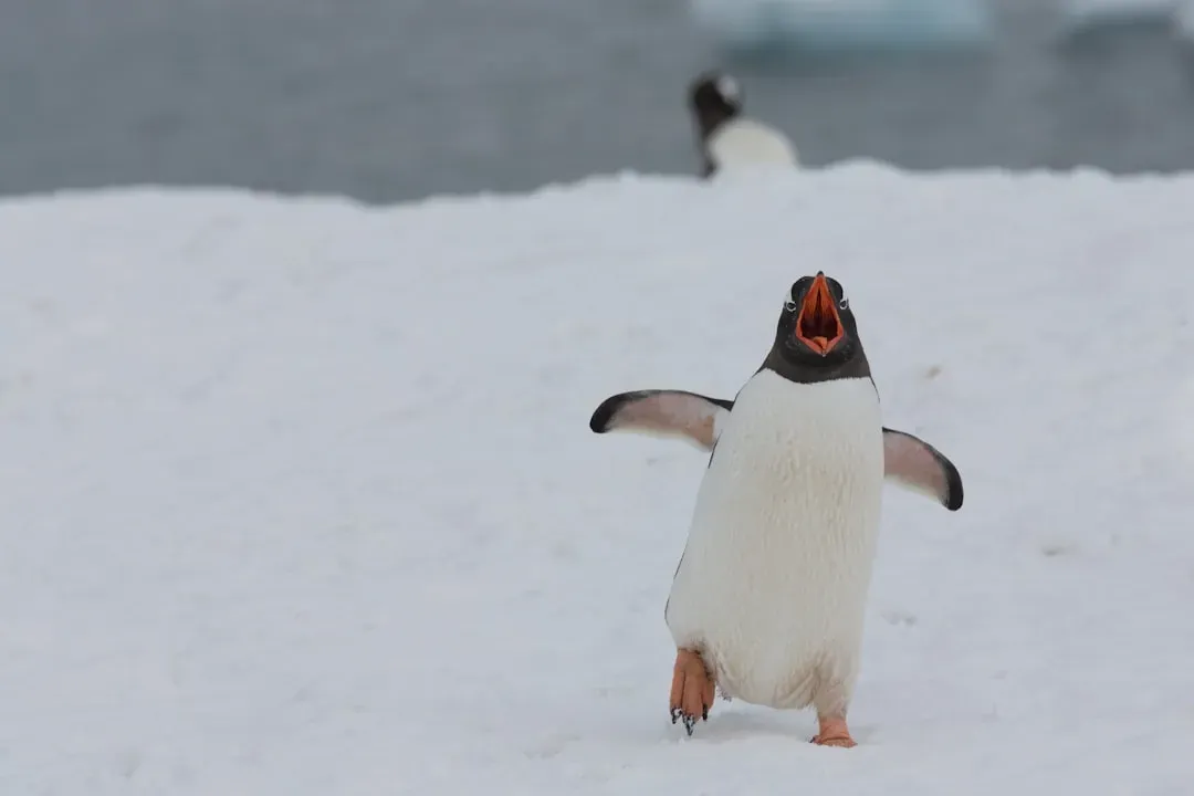 #1. The Penguin That Stole the Internet's Heart (Image Credits: Unsplash)