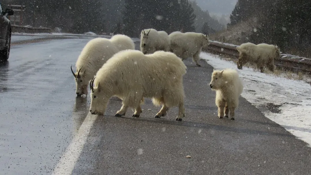 The Science Behind Animal Weather Sensing (Image Credits: Unsplash)