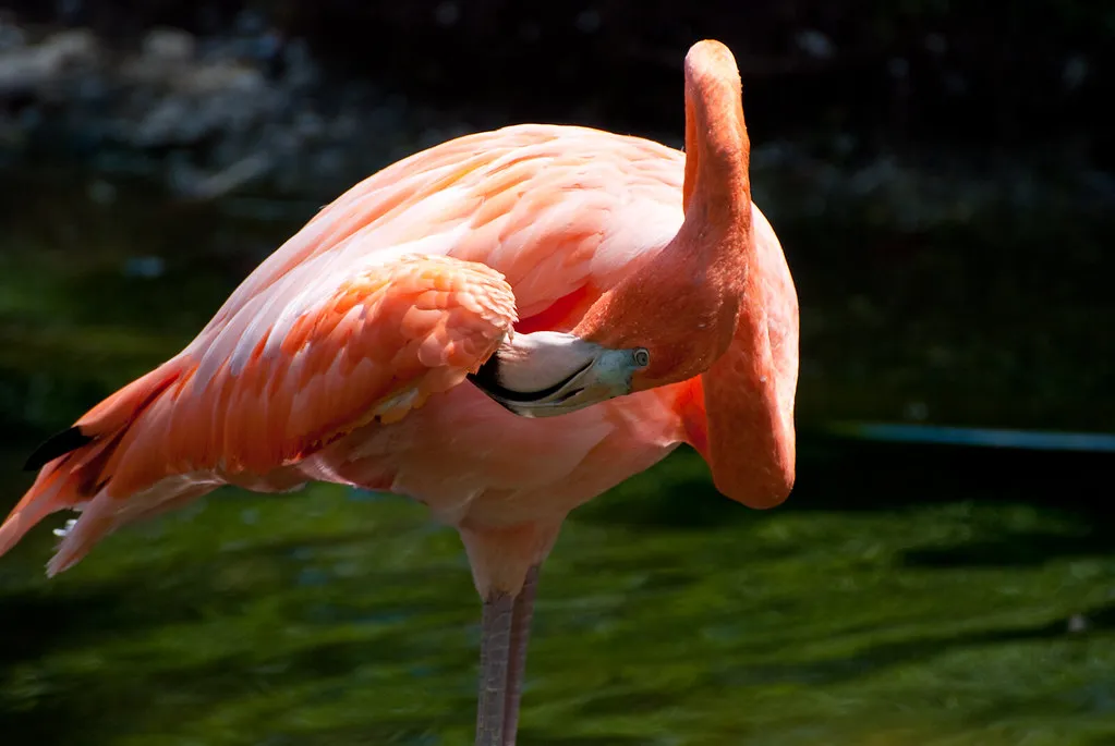 8. Proper Grooming Practices (Johnath, Flickr, CC BY-SA 2.0)