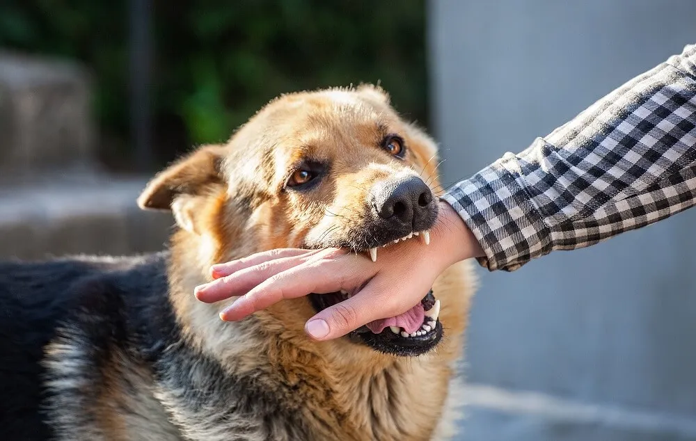 #5 - Not Every Dog (or Cat) Belongs in a Home With Kids (alexiscoudret1, Flickr, CC BY-SA 2.0)