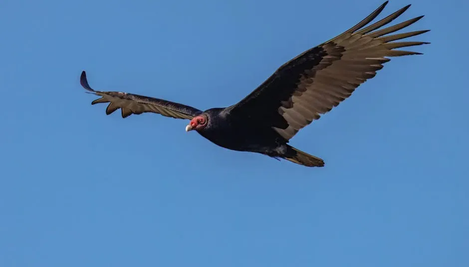 #7: They Soar for Hours Without Flapping Their Wings (Image Credits: Pexels)