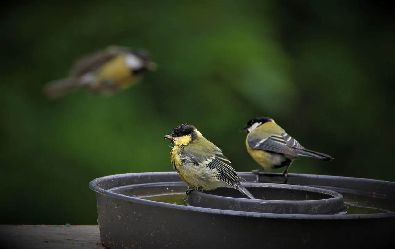 #9 - Set Up (or Clean) a Water Source Now (Image Credits: Pixabay)