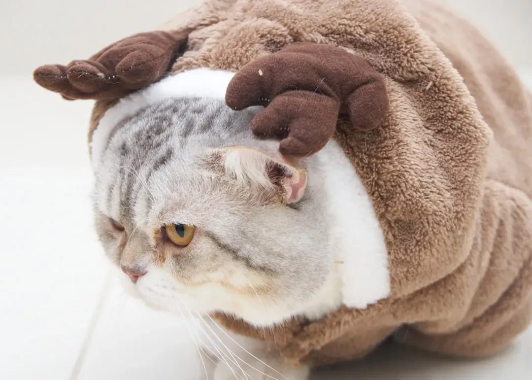 Munchkin: Fragile and Demanding Care (Image Credits: Unsplash)
