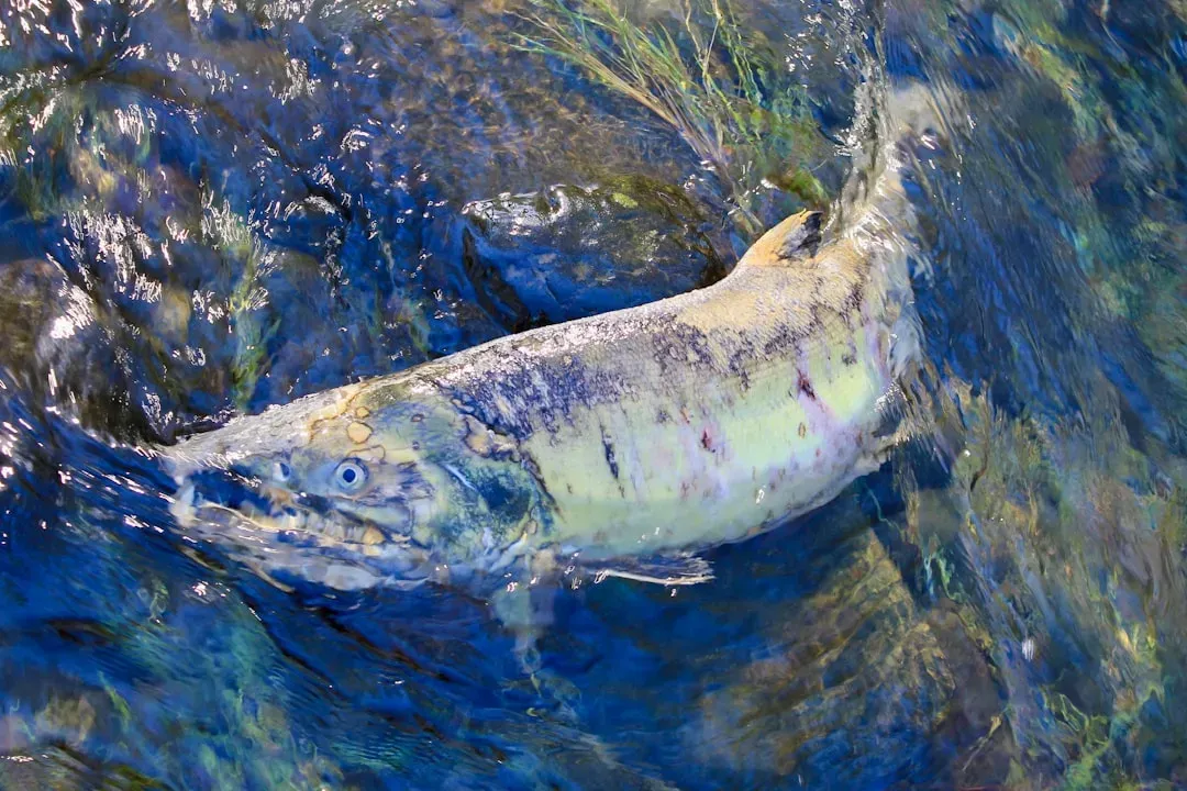 Leo (July 23 &ndash; August 22): The Salmon (Image Credits: Unsplash)