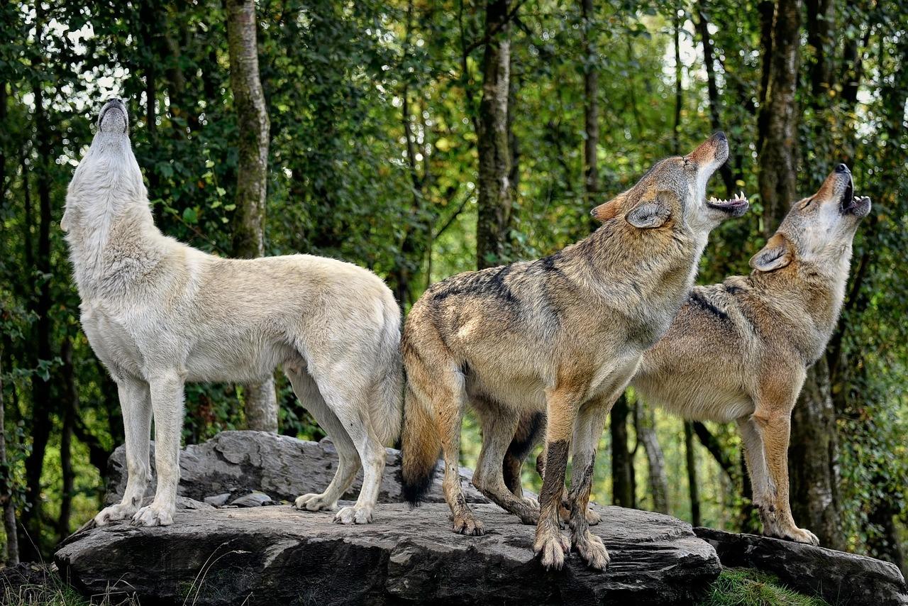 The Mysterious Language of Wolf Pack Communication (Image Credits: Pixabay)