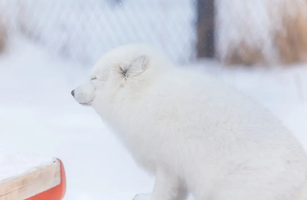 First Steps into a Frozen World (Image Credits: Unsplash)