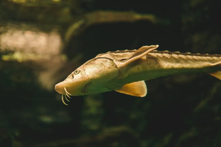 5. Lake Sturgeon: Ancient Giants in Freshwater (Image Credits: Pexels)