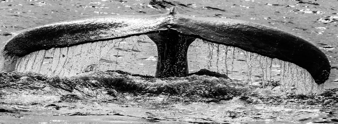 Bar Harbor, Maine – Dramatic Cliffs and Feeding Whales (Image Credits: Unsplash)