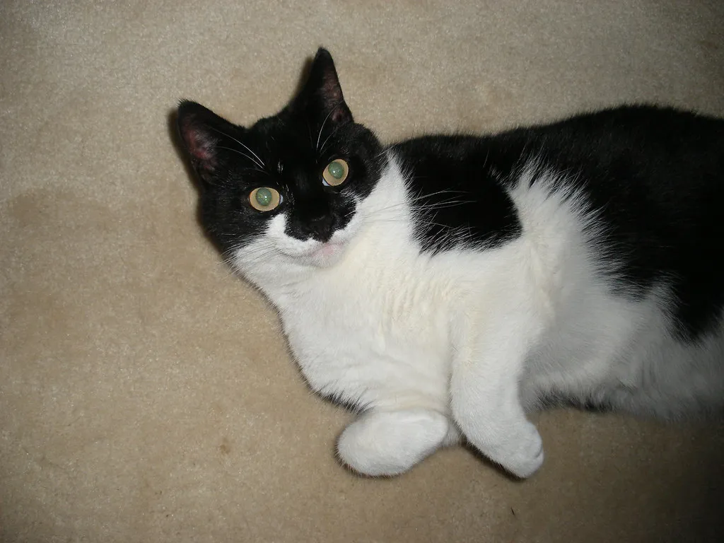 #12 - They Start Choosing Your Orbit, Not Your Lap (magicmonkey, Flickr, CC BY 2.0)