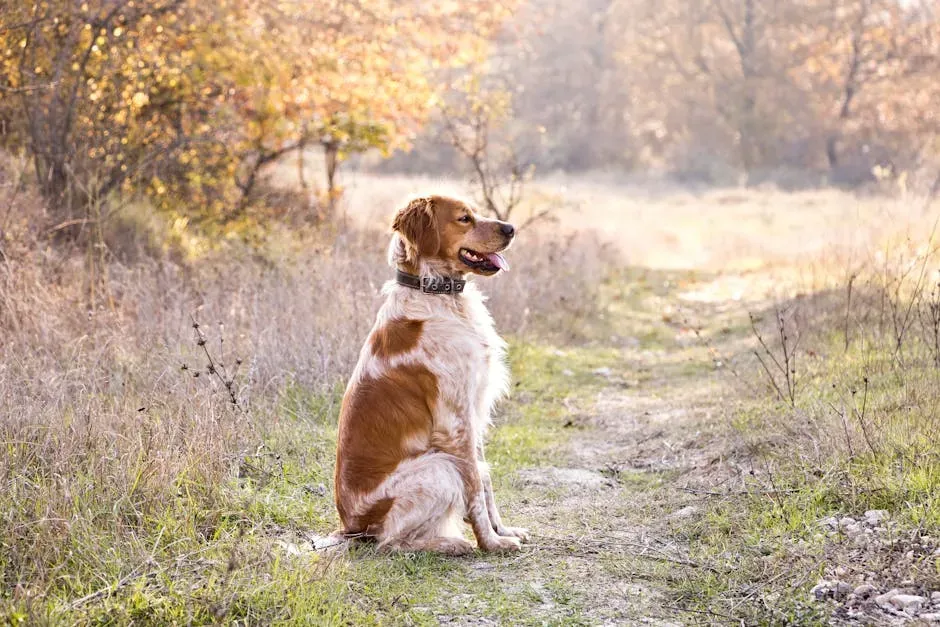 The Brittany: The Outdoor Enthusiast's Perfect Partner (Image Credits: Pexels)