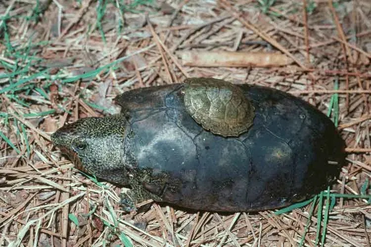 Flattened Musk Turtle: Alabama's Hidden Treasure (Image Credits: Wikimedia)