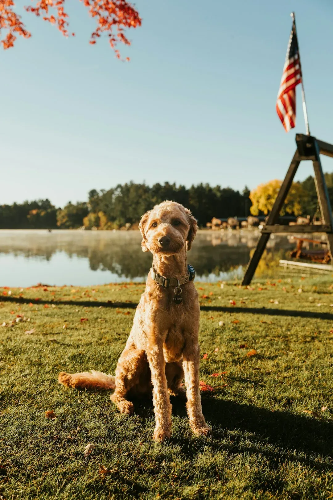 How Schoolkids Made It Wisconsin's State Dog (Image Credits: Unsplash)