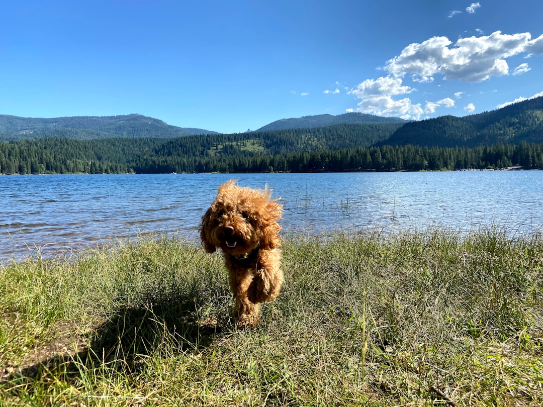 #9. Toy Poodle (Image Credits: Unsplash)