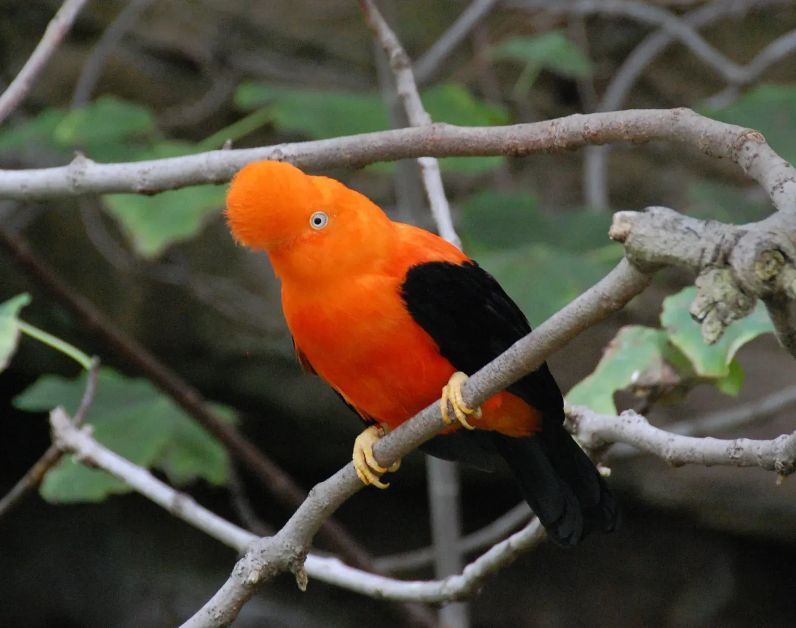 6. The Andean Cock-of-the-Rock: Nature's Orange Nightmare (By Devin Morris, CC BY-SA 4.0)