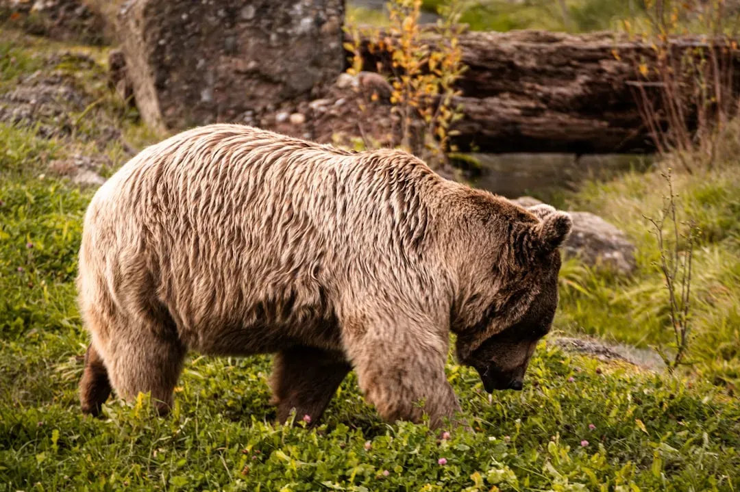 What Grizzlies Actually Eat, and How They Adapt (Image Credits: Unsplash)