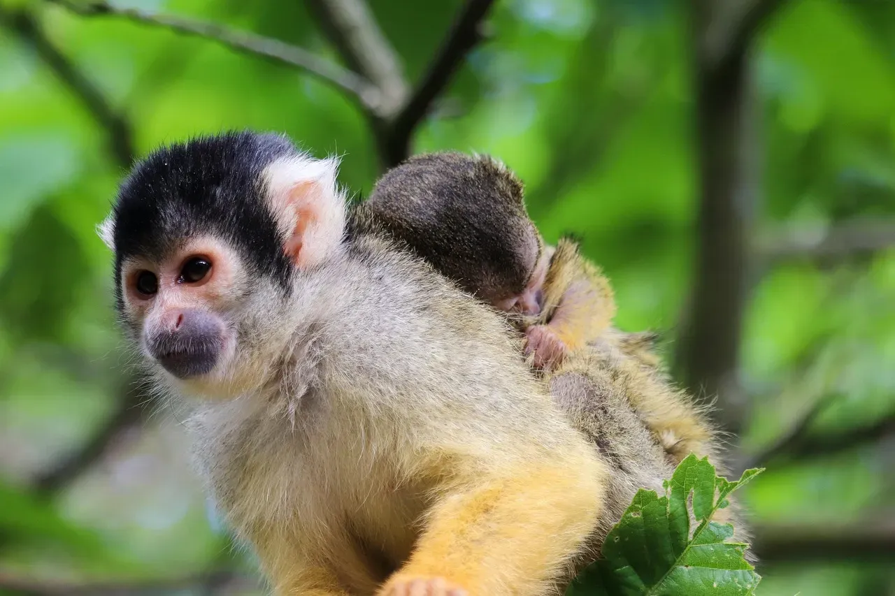 Capuchin Monkeys Kidnapping Howler Monkey Infants (Image Credits: Pixabay)