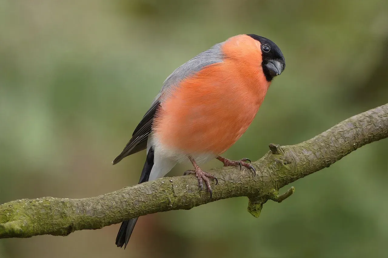 #5 - Bullfinch: The Beautiful Bird That Needed Messiness to Survive (Image Credits: Pixabay)