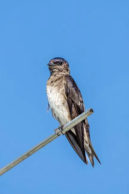 11. "Landlords" Are What Keep the Species Alive, But Their Numbers Are Declining (Image Credits: Pexels)