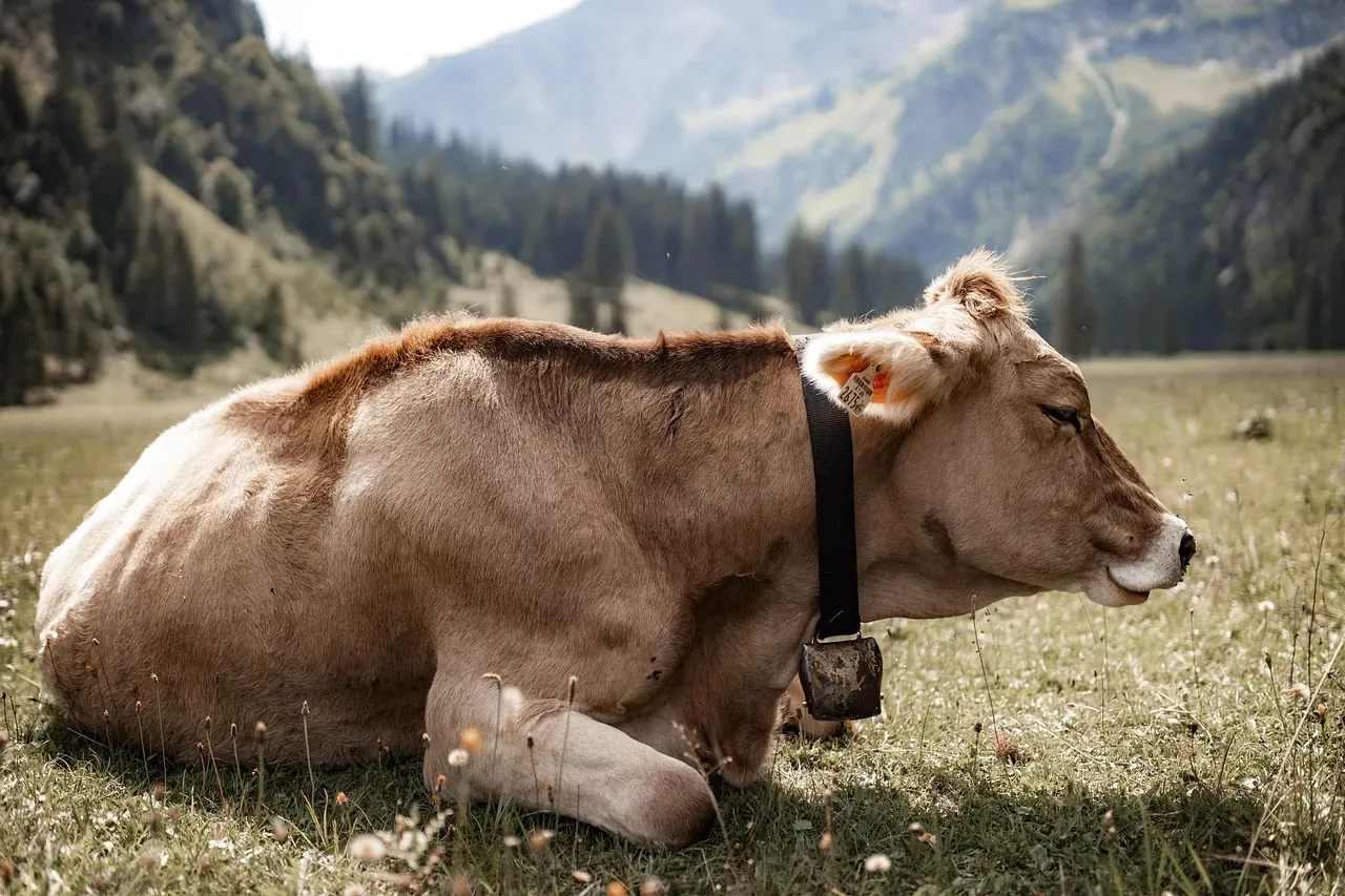 The Cow Myth That Won't Die (Image Credits: Pixabay)