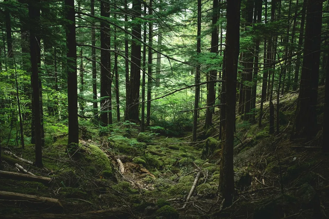 Natural Succession and Habitat Changes (Image Credits: Unsplash)