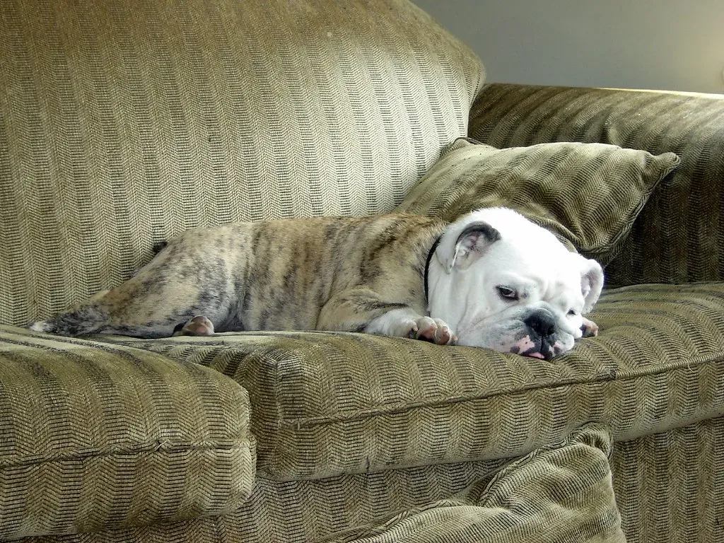 English Bulldog: The Ultimate Couch Potato (Image Credits: Flickr)