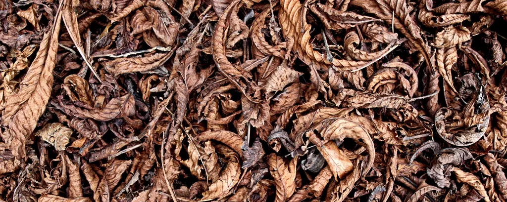 #7 Let Leaf Litter and Garden Stems Stand Through Winter (Image Credits: Rawpixel)